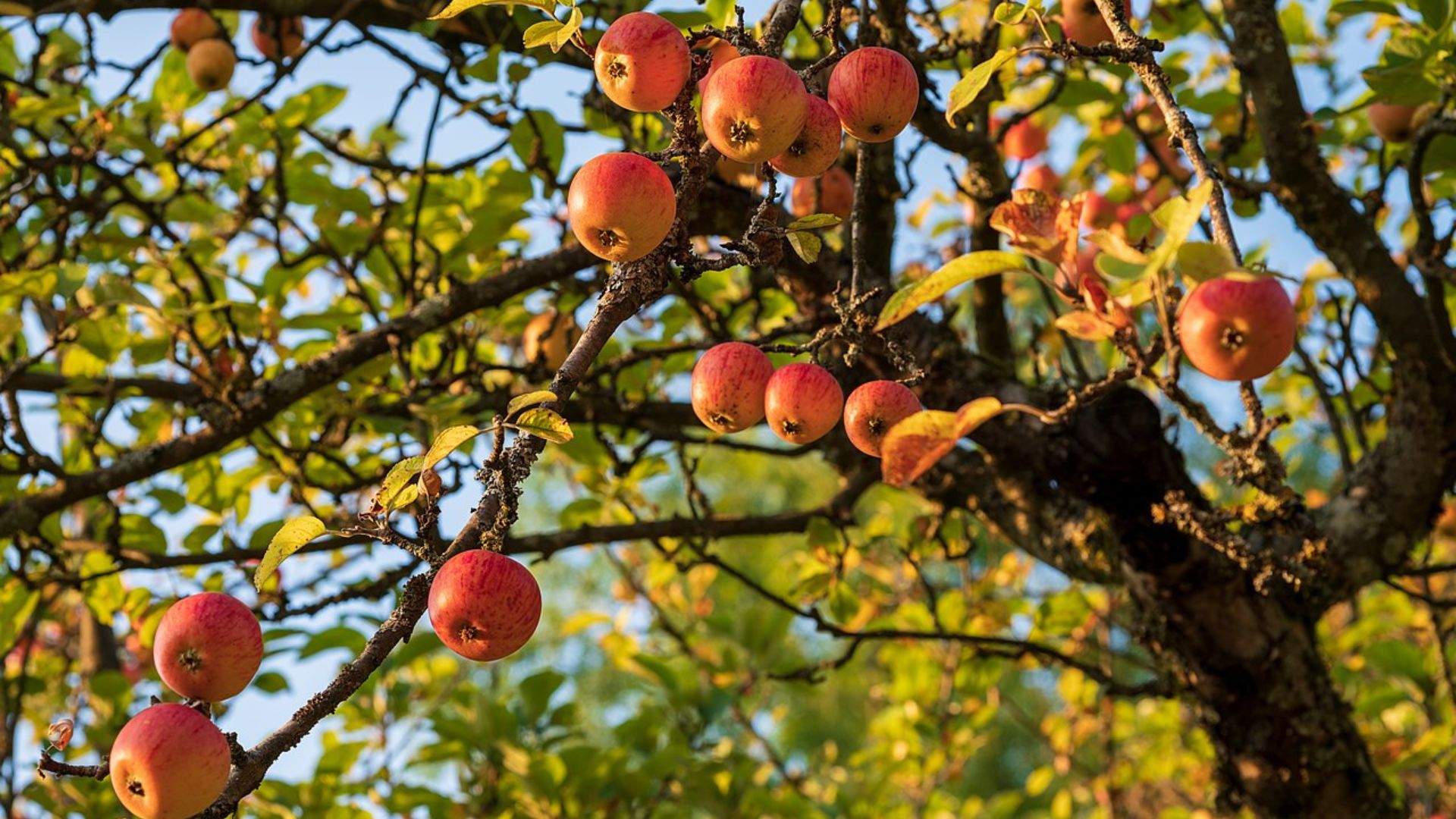 Reife, rote Äpfel hängen am Baum.