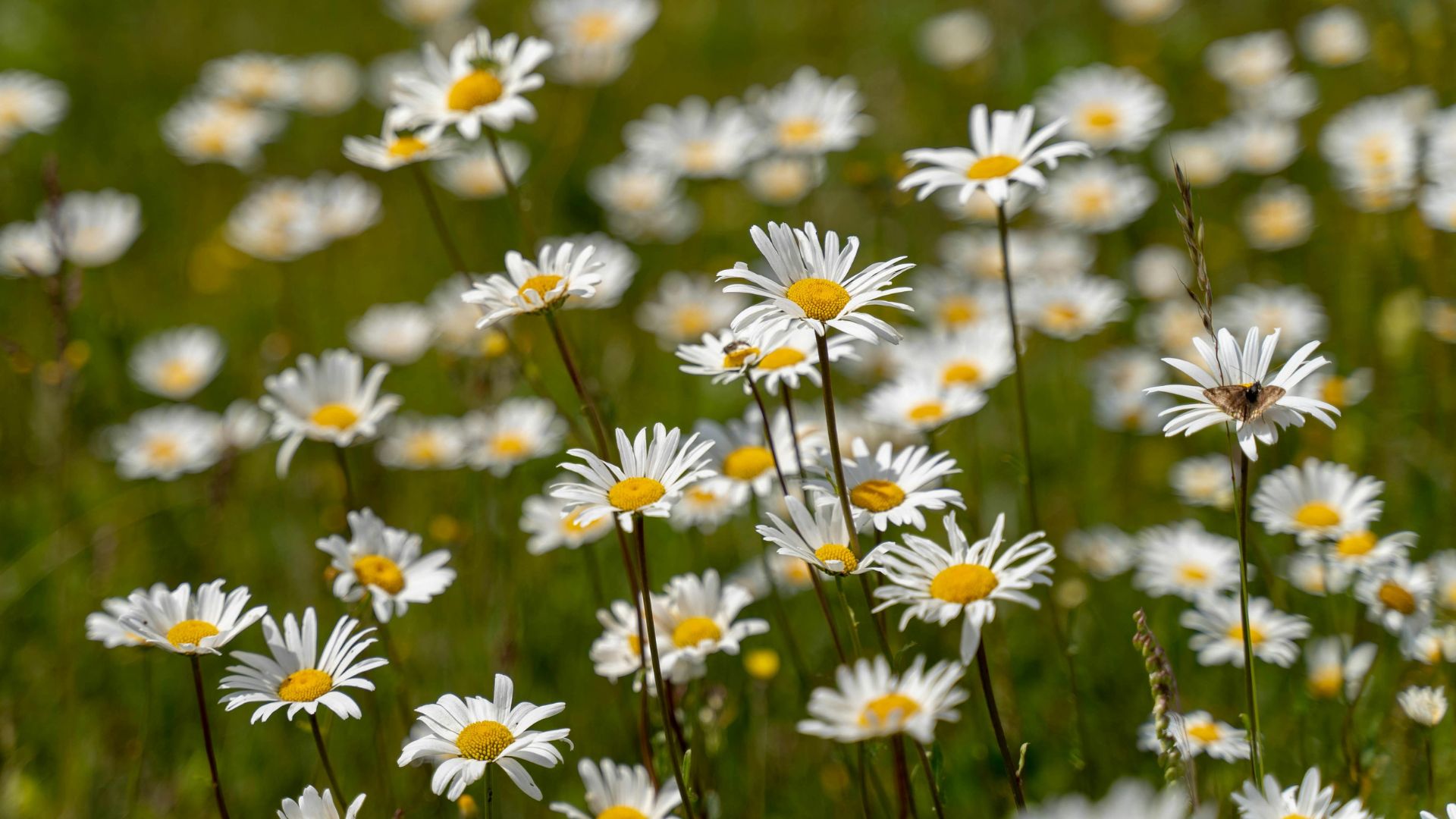 Gänseblümchen auf einer Wiese.