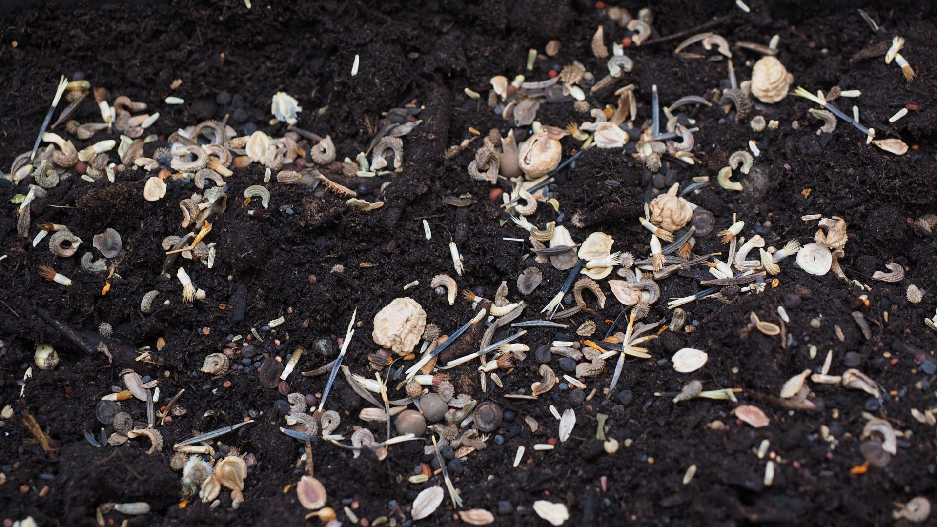 Zahlreiche Blumensamen liegen auf aufgelockerter, dunkler Erde.