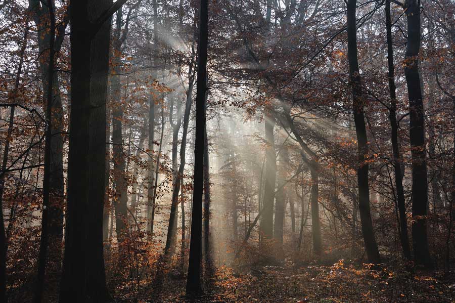 Wald; Foto: Thomas Stephan