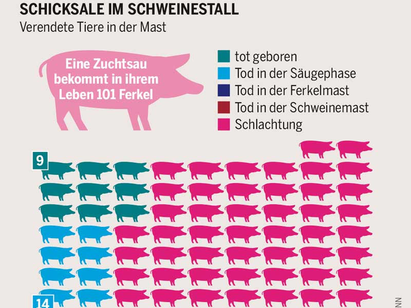 Schicksale im Schweinestall; Grafik: Fleischatlas 2021