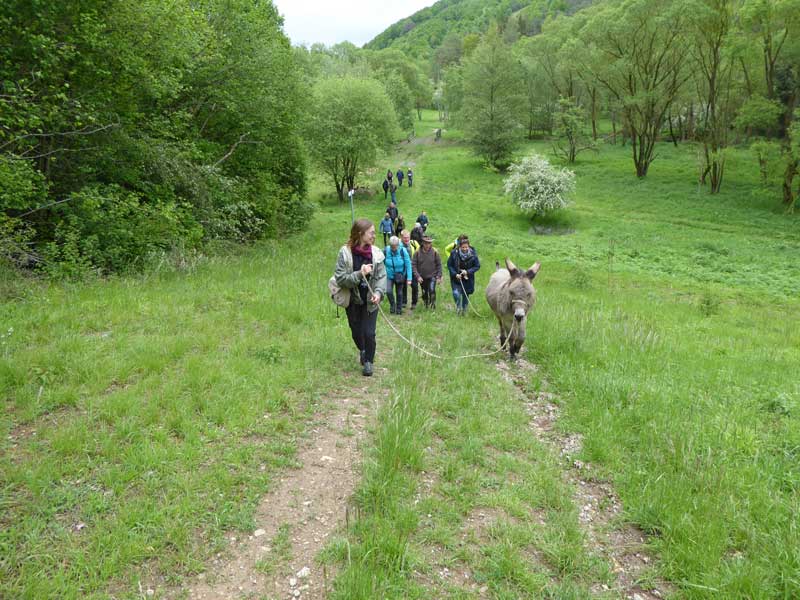 Eselwanderung am Grünen Band in Thüringen Foto: BUND-Fachbereich Grünes Band