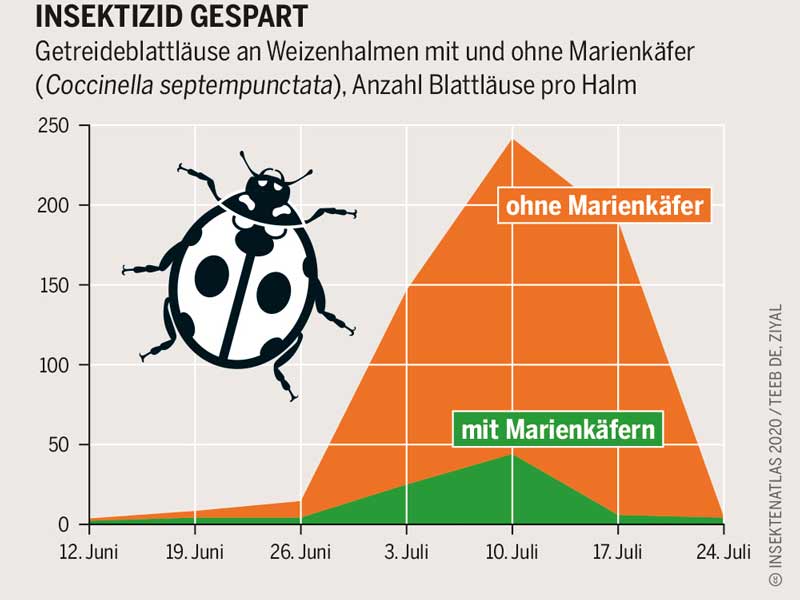 Insektizid gespart; Grafik: Insektenatlas 2020
