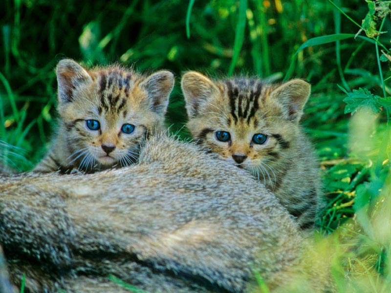 Junge Wildkatzen. Foto: Thomas Stephan