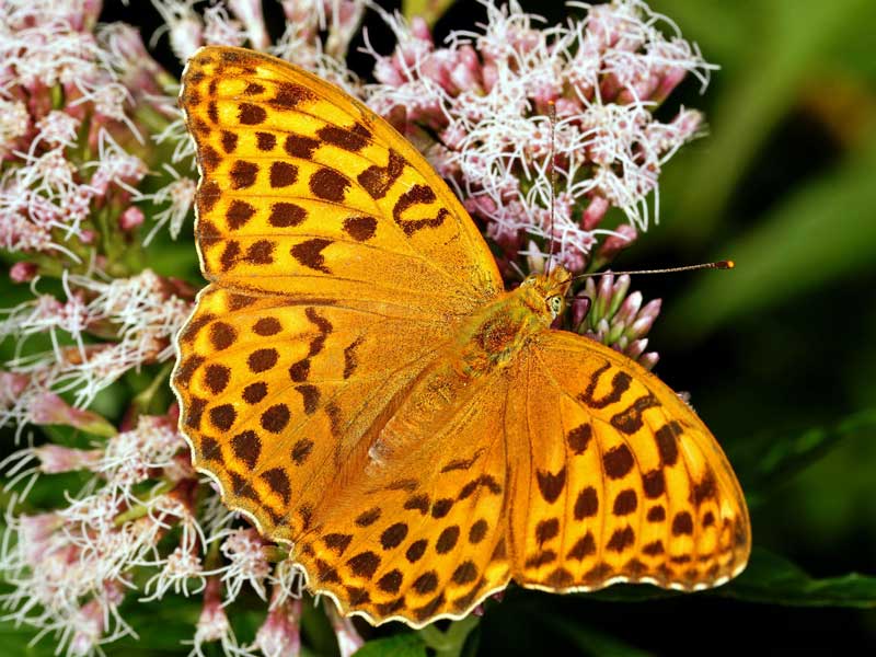 Schmetterling des Jahres 2022: Kaisermantel