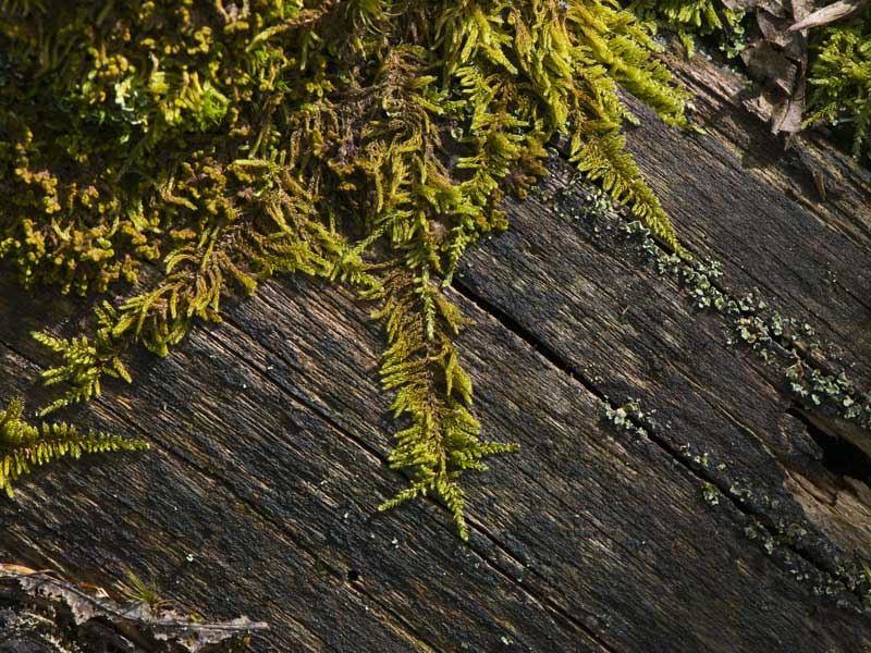 Moos wächst auf totem Stamm im Bayerischen Wald; Foto: Daniel Rosengren / Wildnis-in-Deutschland.de