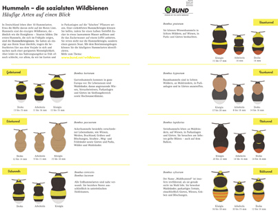 Hummeln – die sozialsten Wildbienen. Foto: BUND