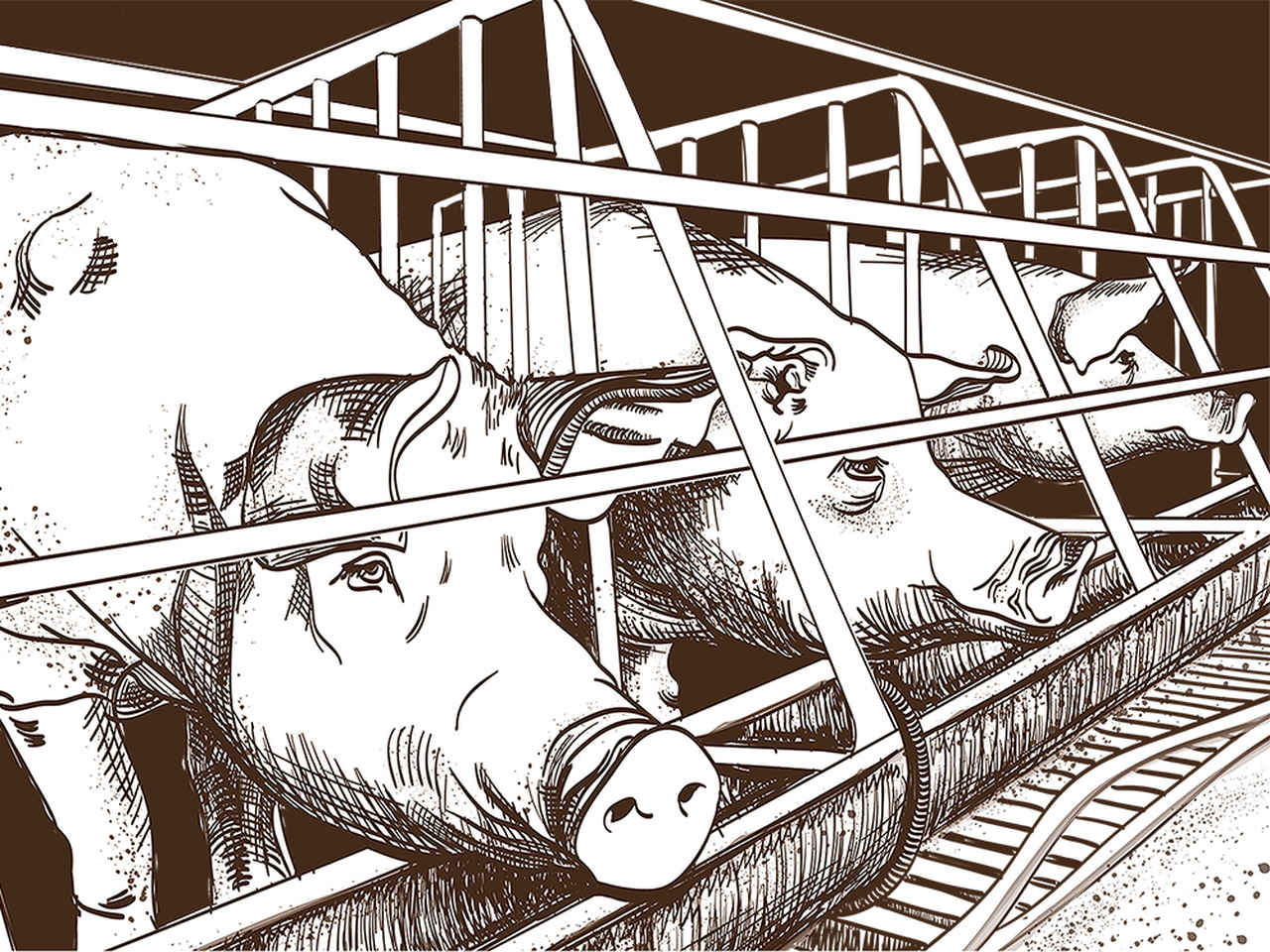 Schweine in der Tierfabrik