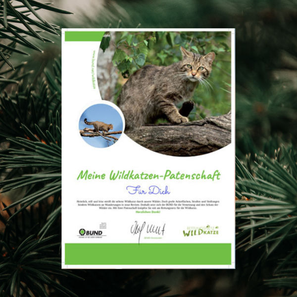 Urkunde Wildkatzen-Patenschaft. Hintergrund: Irina Irisa / Pexels (Canva Pro)