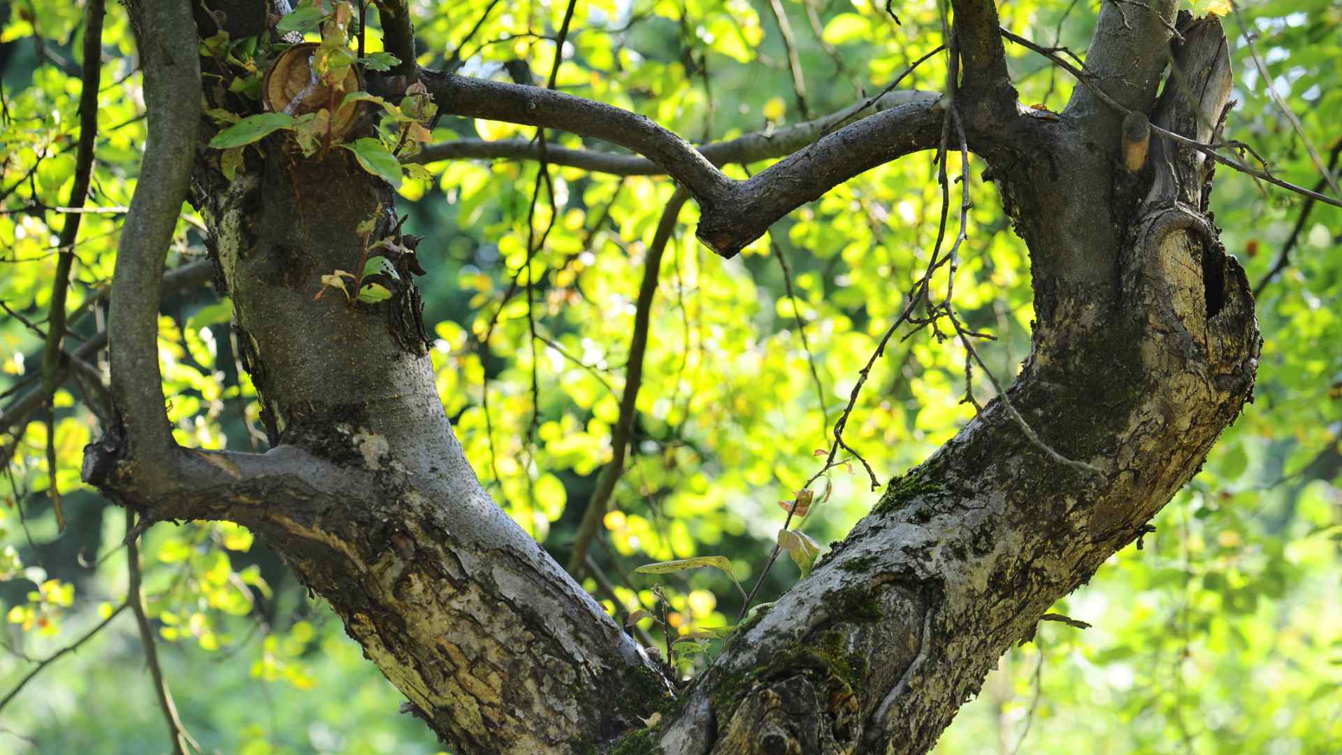 Ein Herz für den Baumschutz. Foto: gornostay / Shutterstock.com