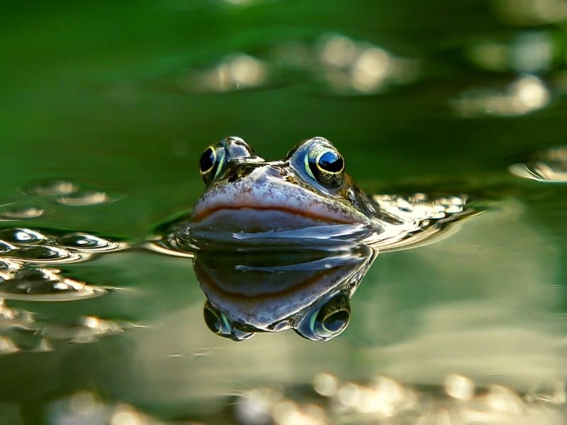Frosch im Wasser. Foto: Warren Farnell / Getty Images über Canva Pro