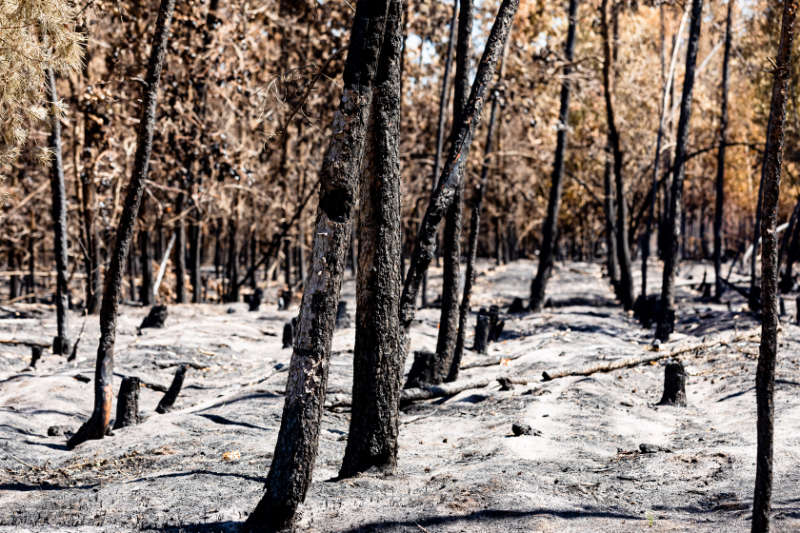 Wald nach einem Brand. Foto: Jörg Farys / BUND