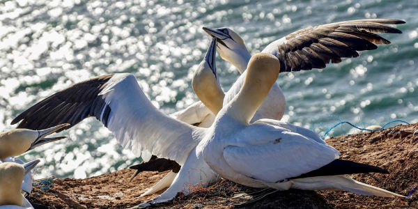 Plastik ist auch für Meeresvögel eine große Gefahr. Foto: suju-foto / pixabay.com