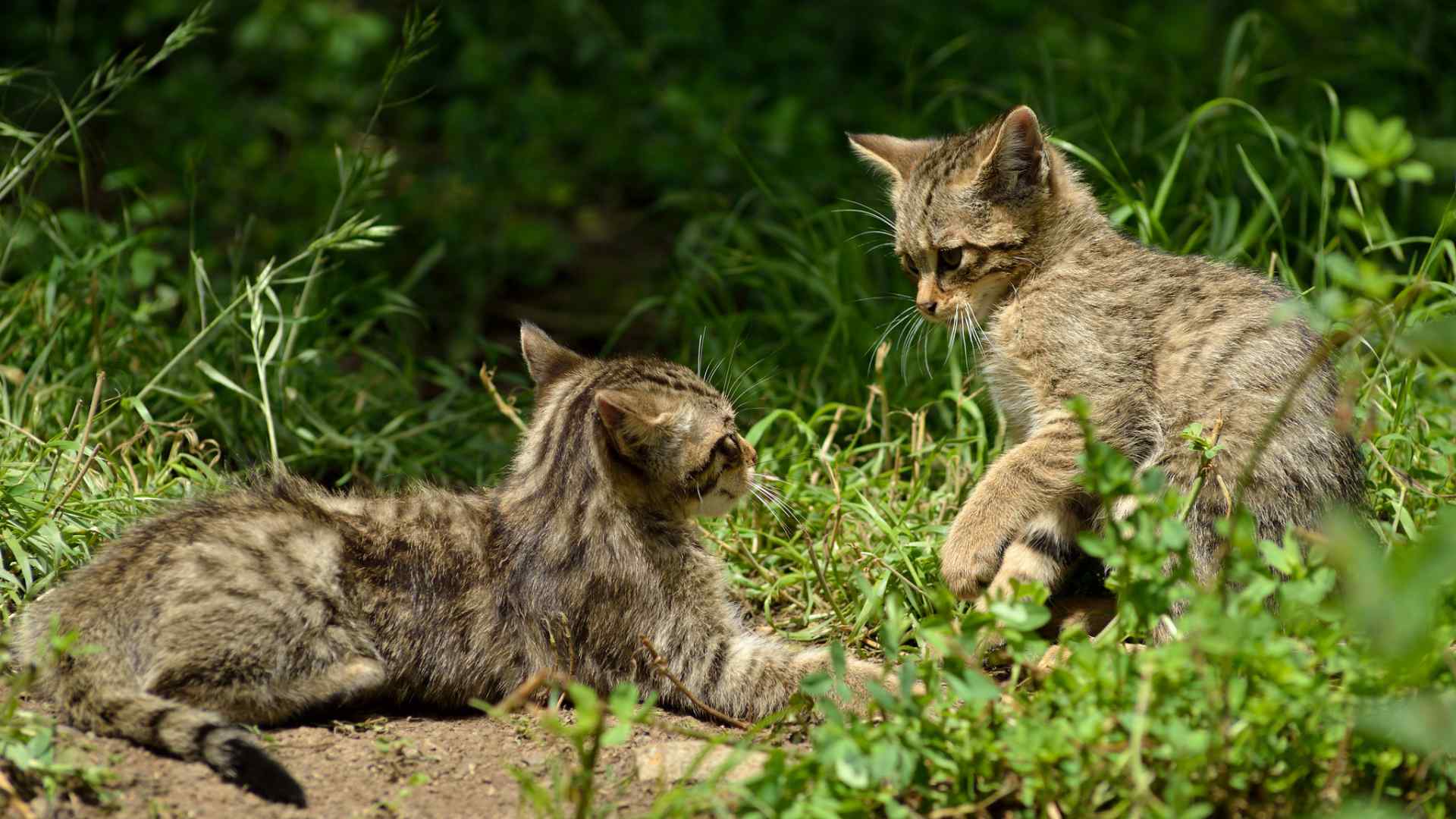 Wildkatze mit Jungen. Foto: Thomas Stephan / BUND Projekt "Wildkatzensprung"