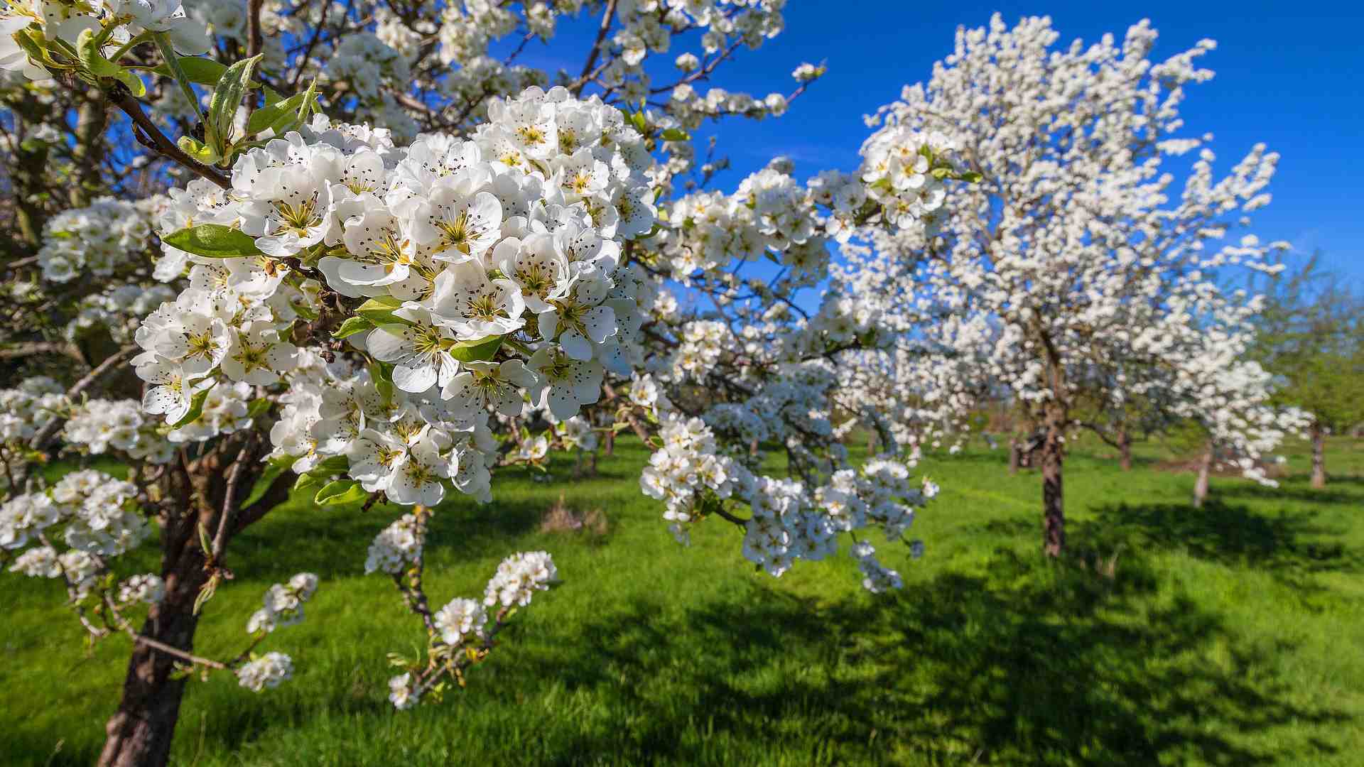 Streuobstwiese im Frühling. Foto: Lichtsammler / Pixabay.com