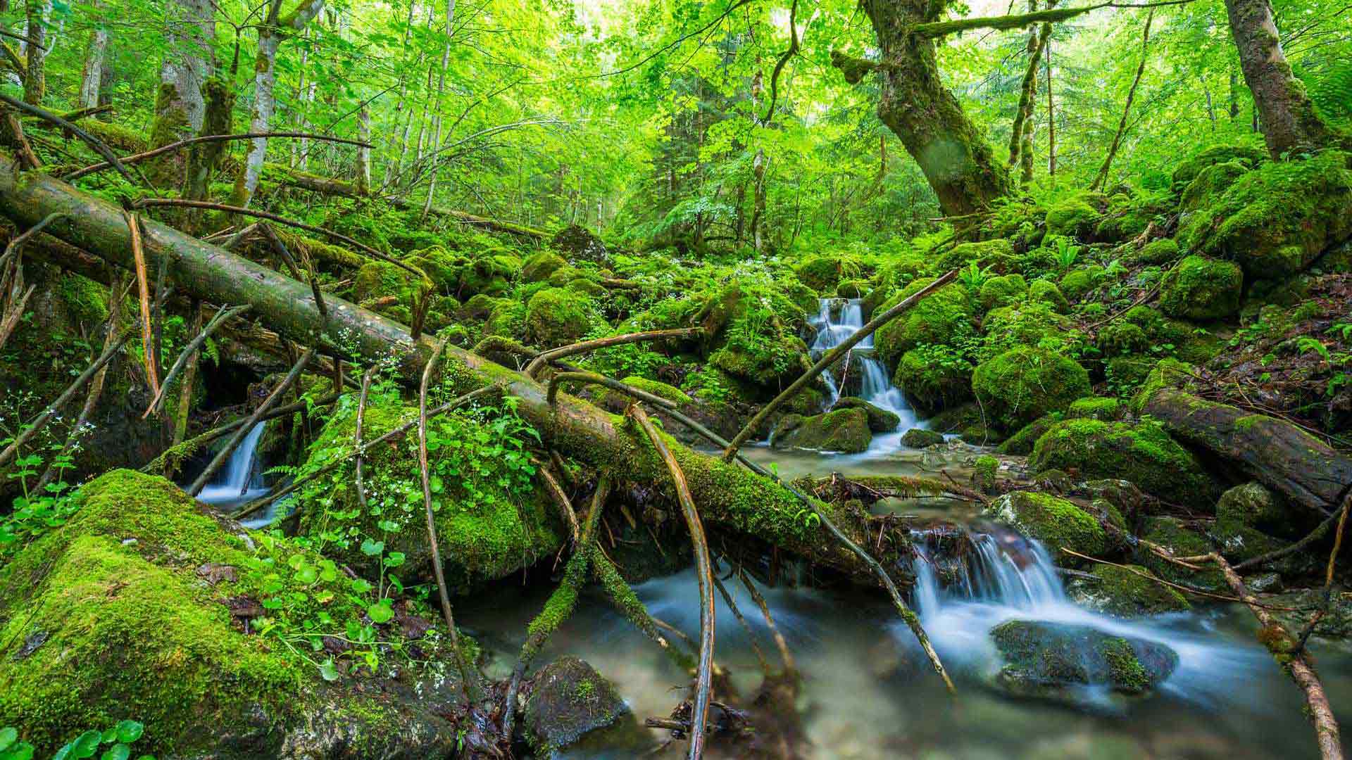 Naturnaher Wald.