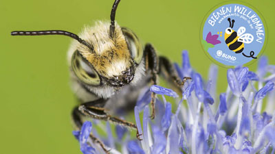 Werden Sie Bienenretter*in. Foto: Naturbildarchiv Günter