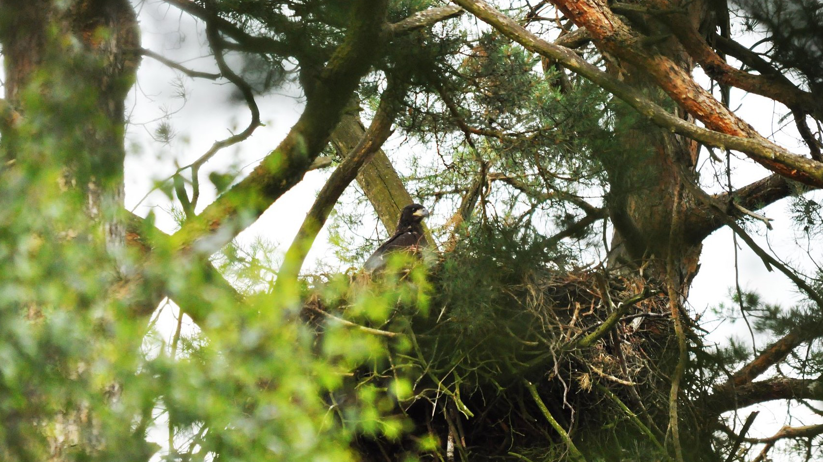 Seeadler sitzt in seinem Nest hoch im Baumgipfel.