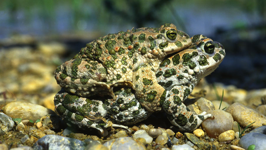 Wechselkröten bei der Paarung. Foto: Wolfgang Willner / BUND