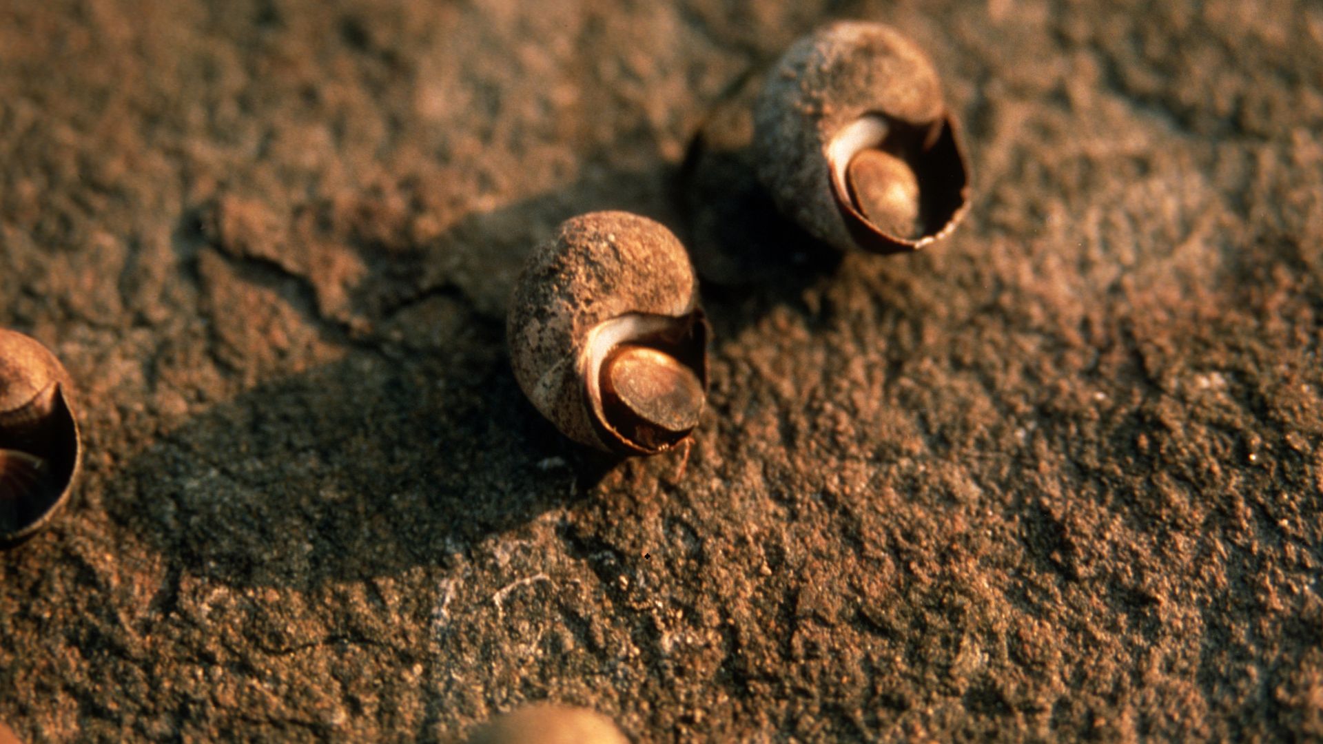 Gemeine Strandschnecke 