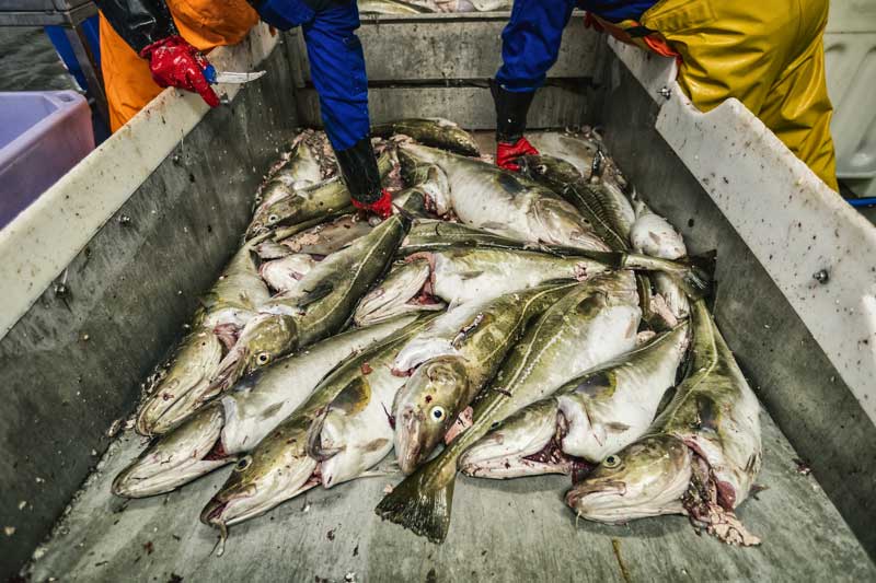 Kabeljau-Verarbeitung in der Fischindustrie in Norwegen