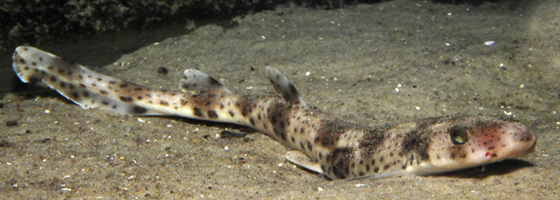 Kleingefleckter Katzenhai; Foto: Claudia Mohra
