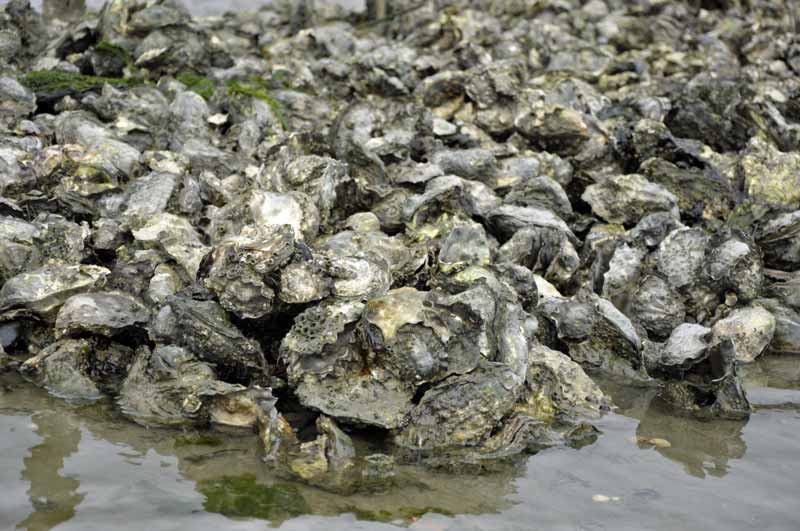 Pazifische Austern; Foto: Stefan Menzel