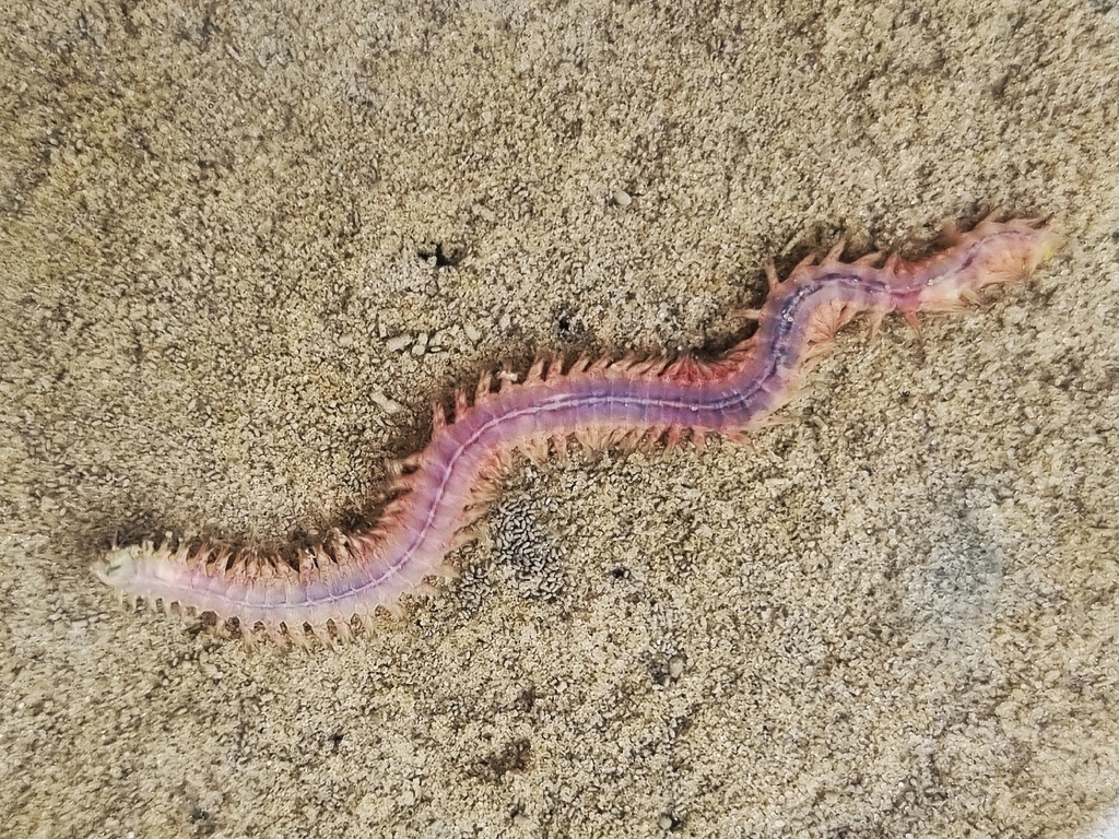 Schillernder Seeringelwurm windet sich über hellen Sand. Foto: Julian Kokott