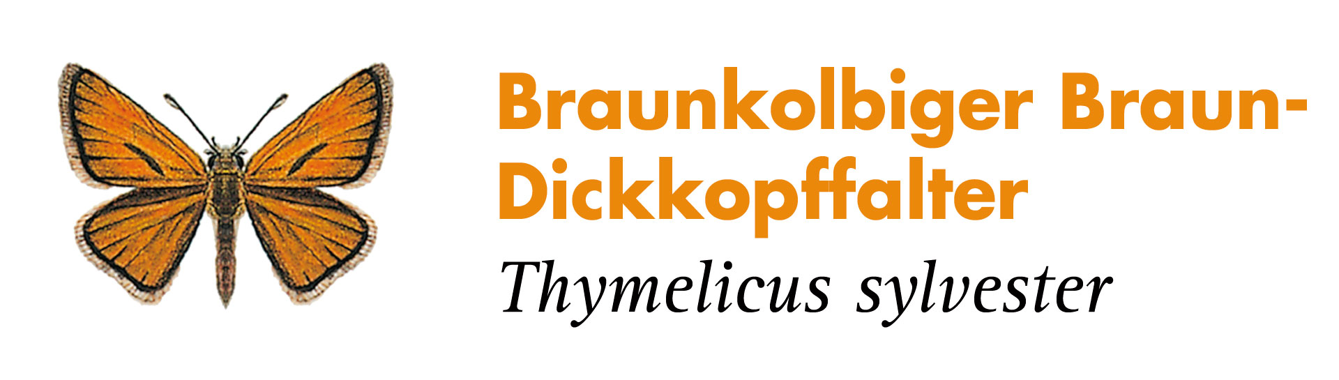 Braunkolbiger Braun-Dickkopffalter. Grafik: Haupt Verlag AG