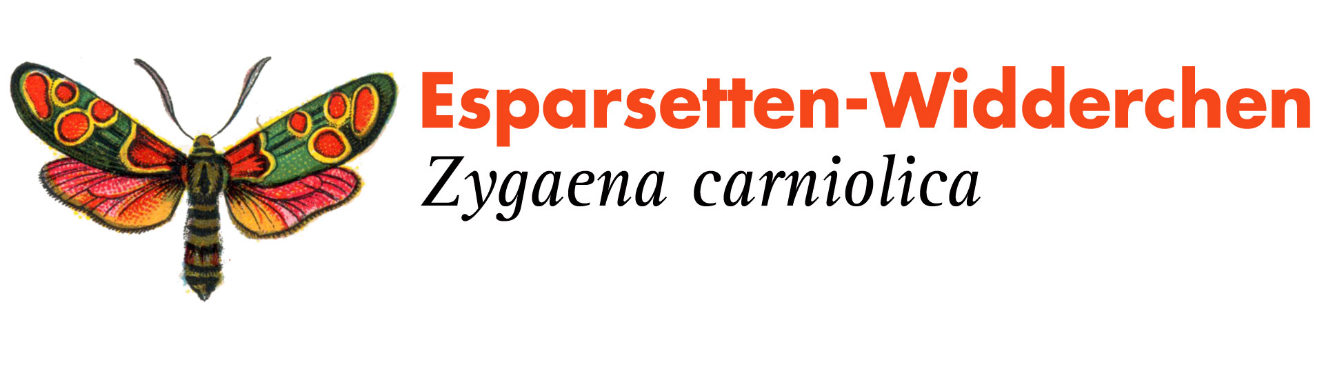 Esparsetten-Widderchen
