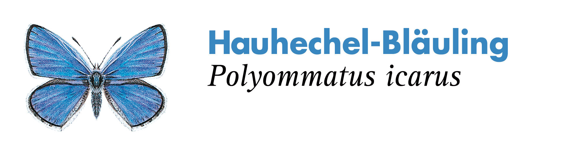 Hauhechel-Bläuling. Grafik: Haupt Verlag AG