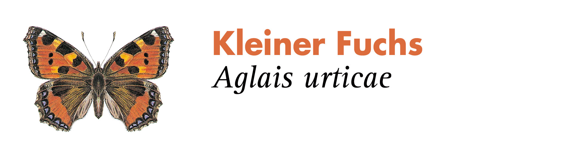 Kleiner Fuchs. Grafik: Haupt Verlag AG
