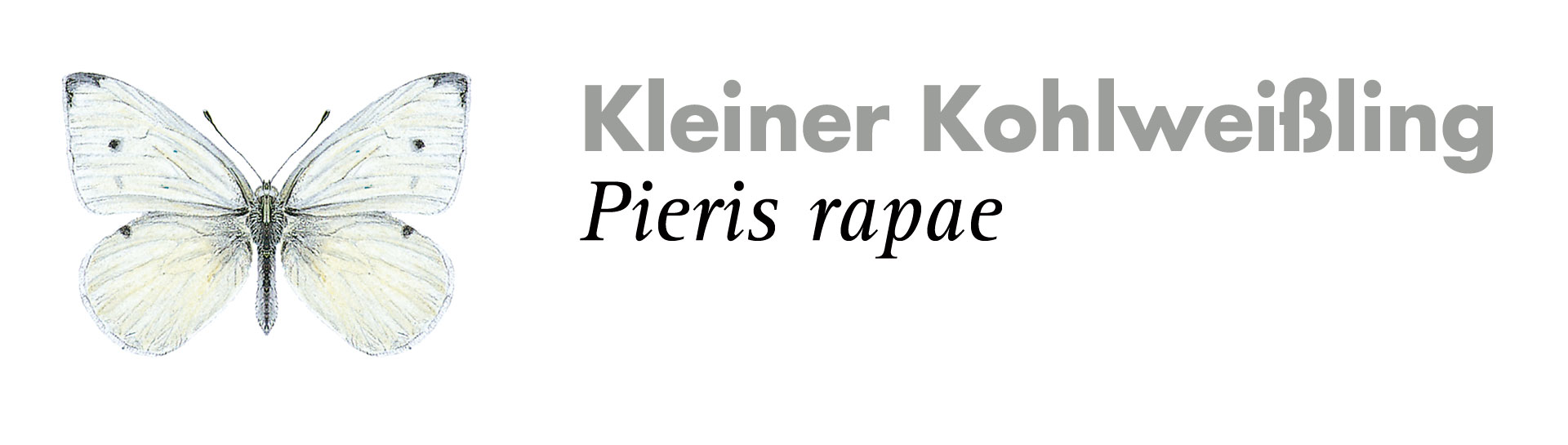 Kleiner Kohlweißling. Grafik: Haupt Verlag AG
