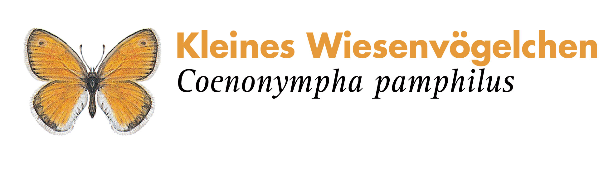 Kleines Wiesenvögelchen. Grafik: Haupt Verlag AG