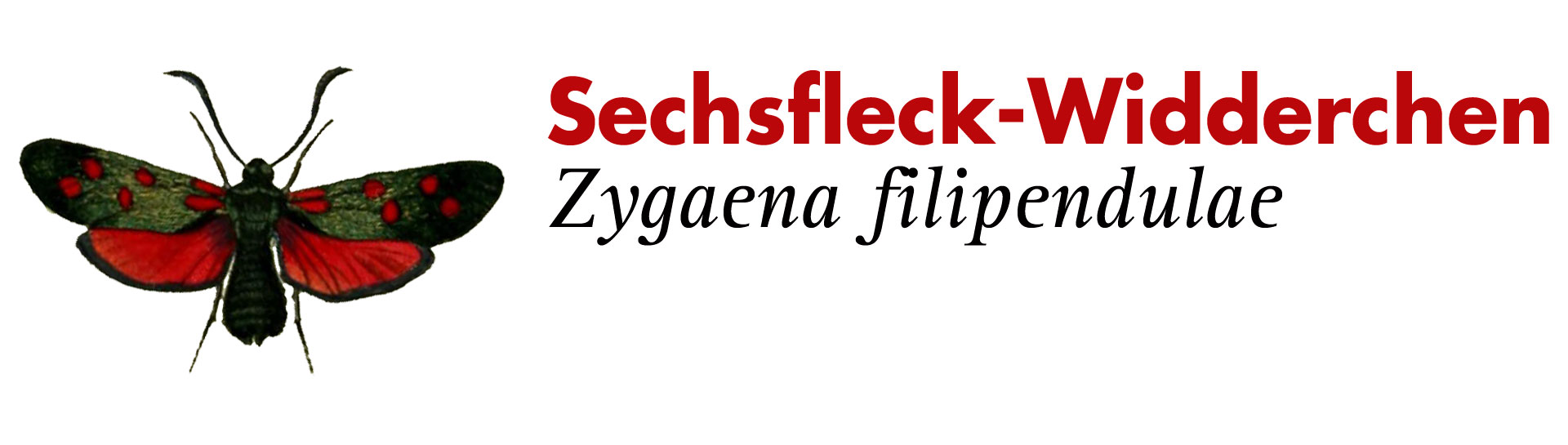 Sechsfleck-Widderchen. Grafik: Haupt Verlag AG