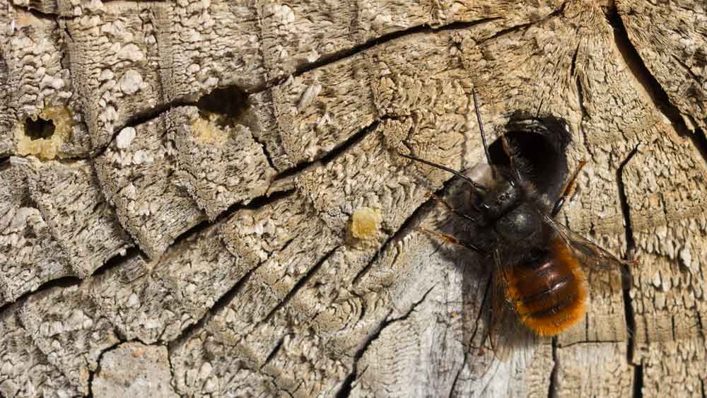 Gehörnte Mauerbiene an einem Insektenhotel; Foto: S. Mösch / naturimdetail.de