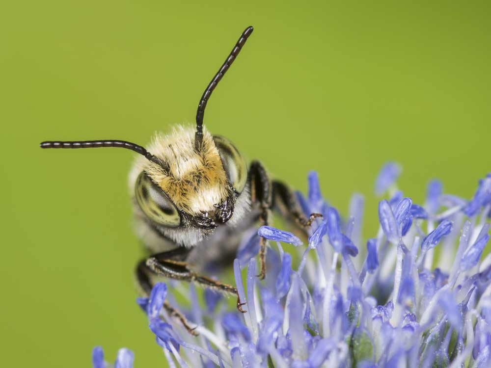 Männchen der Luzerne-Blattschneiderbiene auf Flachblättrigem Mannstreu; Foto: Naturbildarchiv Günter
