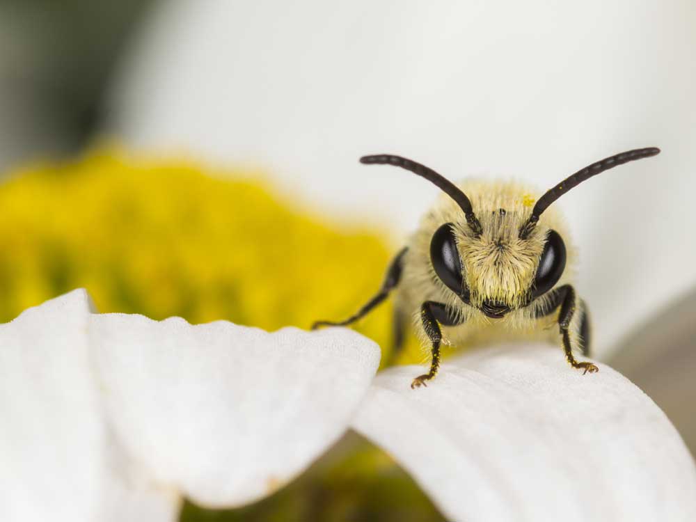 Seidenbienen-Männchen auf der Blüte einer Magerwiesen-Margerite; Foto: Naturbildarchiv Günter