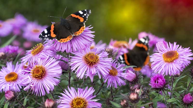 Unser Tipp Im Mai Schmetterlinge Beobachten Bund E V