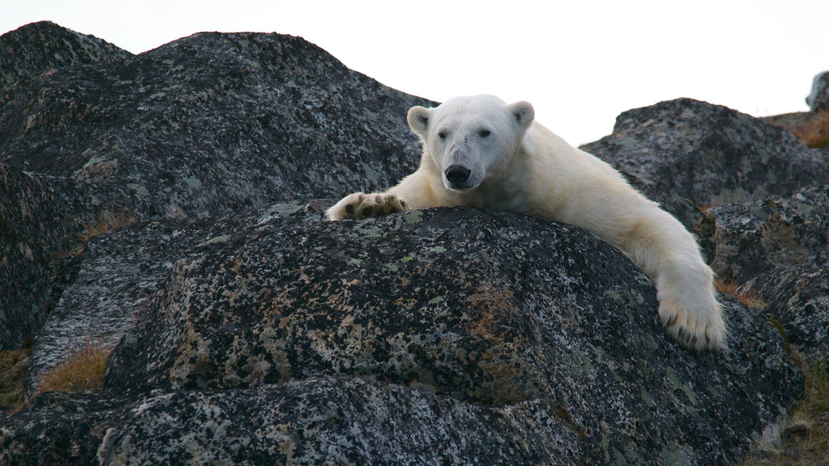 Eisbär auf Felsen. Foto: Andy Brunner / CC0 1.0 / unsplash.com