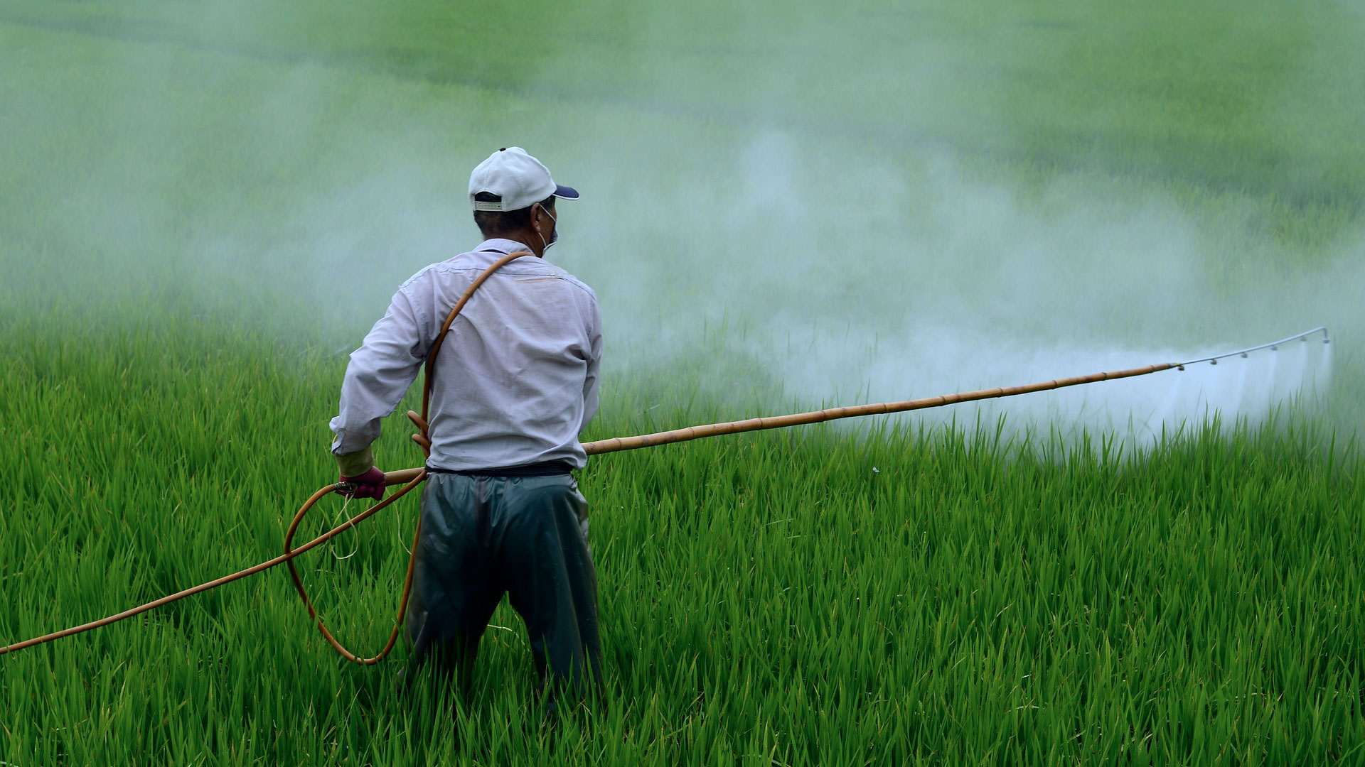 Reisbauer sprüht Pestizid
