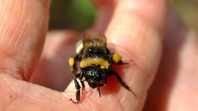 Bienen schützen.  Foto: Catkin / CC0 1.0 / pixabay.com