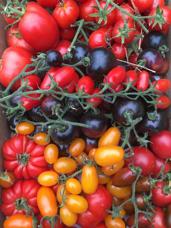 Tomaten in allen Variationen