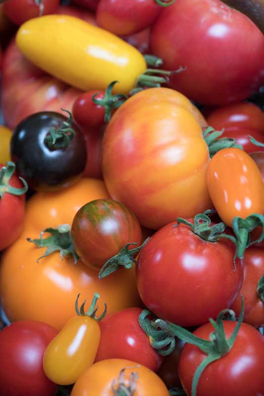 Tomaten von Giovanni Malfitano