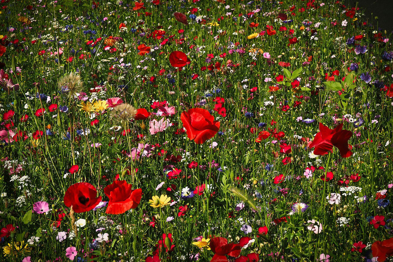 Wildblumenwiese. Foto: MichaelGaida / CC0 1.0 / pixabay.com