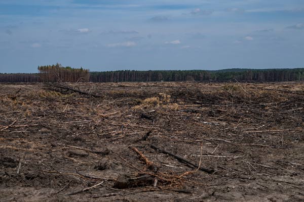Stadtwald Treuenbrietzen: Der Wald in Zeiten des Klimawandels – Mai 2019