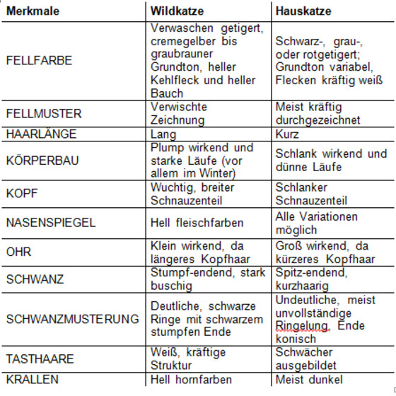 Taxonomie: Äußere Unterscheidungsmerkmale der Europäischen Wildkatze gegenüber der getigerten Hauskatze; Quelle: BORTENLÄNGER 1995