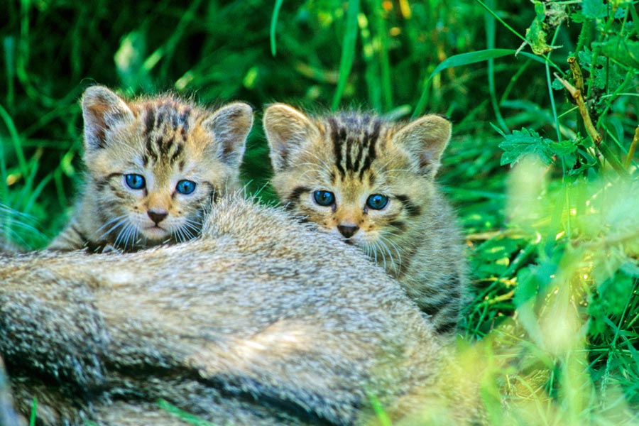 Zwei junge Wildkätzchen; Foto: Thomas Stephan / BUND