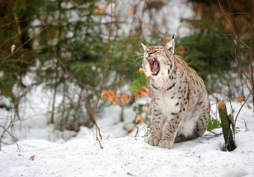 Luchs im Schnee; Foto: Dirk Freder / iStock.com
