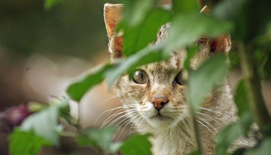 Die Europäische Wildkatze: anmutig und scheu. Foto: Maik Elbers